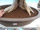 Pokój bonsai - Muraya paniculata - 5/6
