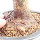 Outdoor bonsai - Buergerianum Maple - Burger Maple - 5/5