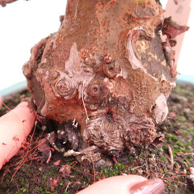 Outdoor bonsai - Pseudocydonia sinensis - Pigwa chińska - 5