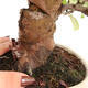Outdoor bonsai - Pseudocydonia sinensis - Pigwa chińska - 5/7