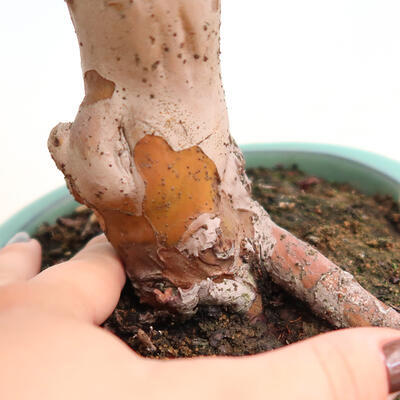 Outdoor bonsai - Pseudocydonia sinensis - Pigwa chińska - 5