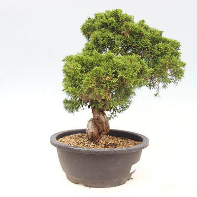Outdoor bonsai - Juniperus chinensis Itoigawa-jałowiec chiński - 5
