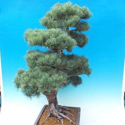 Outdoor bonsai - Pinus parviflora - Mała sosna - 5