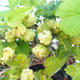 Outdoor bonsai -Morus album - morwy - 5/5