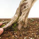 Outdoor bonsai - Juniperus chinensis Kishu-Chinese Juniper - 5/5