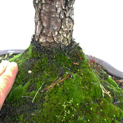 Outdoor bonsai-Ulmus Glabra-twardy wiąz - 5