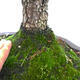 Outdoor bonsai-Ulmus Glabra-twardy wiąz - 5/5