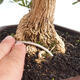 Kryty bonsai - Buxus harlandii - Bukszpan korkowy - 5/5