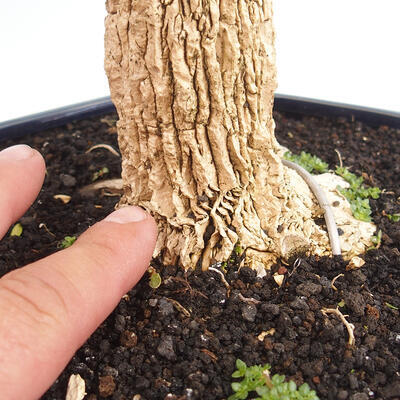 Kryty bonsai - Buxus harlandii - Bukszpan korkowy - 5