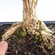 Kryty bonsai - Buxus harlandii - Bukszpan korkowy - 5/7