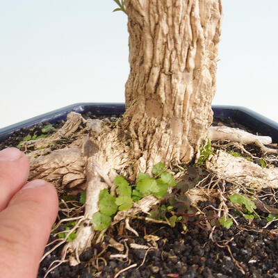 Kryty bonsai - Buxus harlandii - Bukszpan korkowy - 5