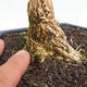 Kryty bonsai - Buxus harlandii - Bukszpan korkowy - 5/7