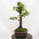 Outdoor bonsai-Ulmus Glabra-twardy wiąz - 5/5