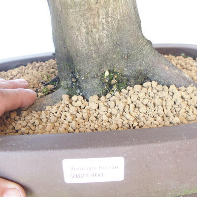 Bonsai ogrodowe - Grab - Carpinus betulus - 5