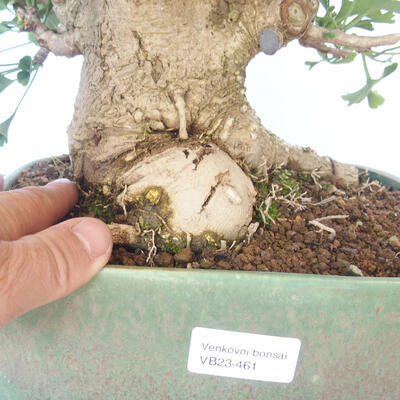 Outdoor bonsai - Jinan biloba - Ginkgo biloba - 5