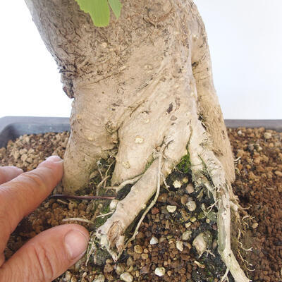 Outdoor bonsai - Jinan biloba - Ginkgo biloba - 5