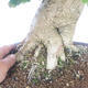 Outdoor bonsai - Jinan biloba - Ginkgo biloba - 5/5