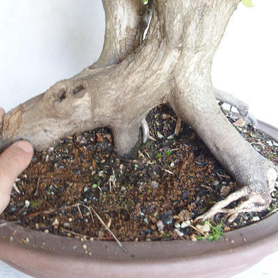 Outdoor bonsai Carpinus betulus - Grab VB2020-485 - 5