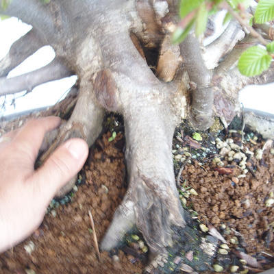 Outdoor bonsai Carpinus betulus - Grab VB2020-487 - 5