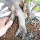 Outdoor bonsai Carpinus betulus - Grab VB2020-487 - 5/5