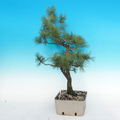 Yamadori - sosna - Pinus sylvestris - 5