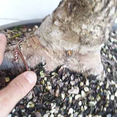 Outdoor bonsai - Ulmus GLABRA Elm VB2020-495 - 5