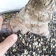 Outdoor bonsai - Ulmus GLABRA Elm VB2020-495 - 5/5