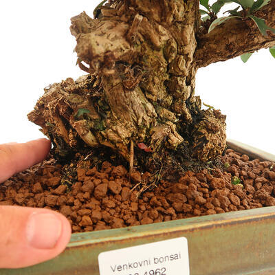 Bonsai zewnętrzne - Berberis thunbergii Atropurpureum - Dřištál - 5