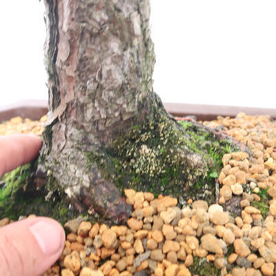 Bonsai zewnętrzne - Pinus sylvestris - Sosna leśna - 5