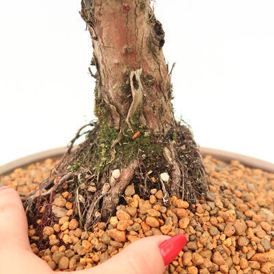 Outdoor bonsai - Juniperus chinensis Kishu - chiński jałowiec - 5
