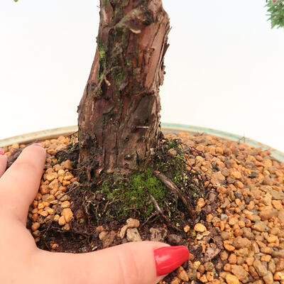 Outdoor bonsai - Juniperus chinensis Kishu - chiński jałowiec - 5