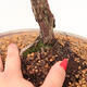 Bonsai im Freien - Juniperus chinensis - Chinesischer Wacholder - 5/5
