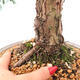 Outdoor bonsai - Juniperus chinensis Kishu - chiński jałowiec - 5/5