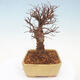 Outdoor bonsai - Zelkova - Zelkova NIRE - 5/5