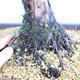 Yamadori Juniperus chinensis - jałowiec - 5/6