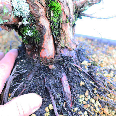 Yamadori Juniperus chinensis - jałowiec - 5