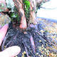 Yamadori Juniperus chinensis - jałowiec - 5/6