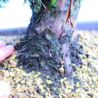 Yamadori Juniperus chinensis - jałowiec - 5