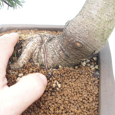 Bonsai ogrodowe - Pinus mugo - Sosna Klęcząca - 5