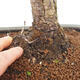 Bonsai ogrodowe - Pinus sylvestris Watereri - sosna zwyczajna - 5/5