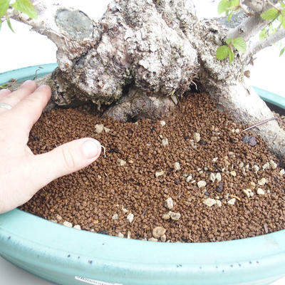 Outdoor bonsai -Carpinus CARPINOIDES - Korean Hornbeam VB2020-566 - 5