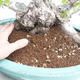 Outdoor bonsai -Carpinus CARPINOIDES - Korean Hornbeam VB2020-566 - 5/5