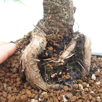 Bonsai ogrodowe - Pinus mugo - Sosna Klęcząca - 5