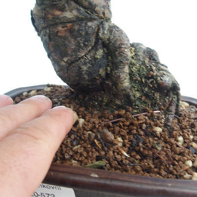Pinus thunbergii - sosna Thunberg VB2020-572 - 5