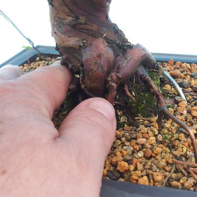 Outdoor bonsai - Juniperus chinensis Itoigava - chiński jałowiec - 5