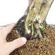 Outdoor bonsai - Juniperus chinensis - chiński jałowiec - 5/6