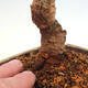 Outdoor bonsai - Zelkova - Zelkova NIRE - 5/5