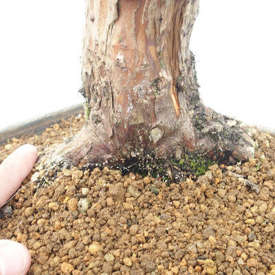 Outdoor bonsai - Juniperus chinensis - chiński jałowiec - 5