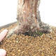 Outdoor bonsai - Juniperus chinensis - chiński jałowiec - 5/6