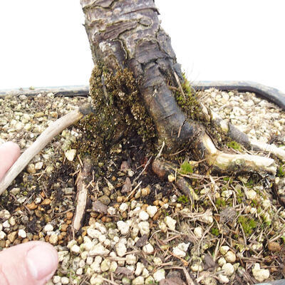 Bonsai na zewnątrz - Larix decidua - Modrzew liściasty - 5